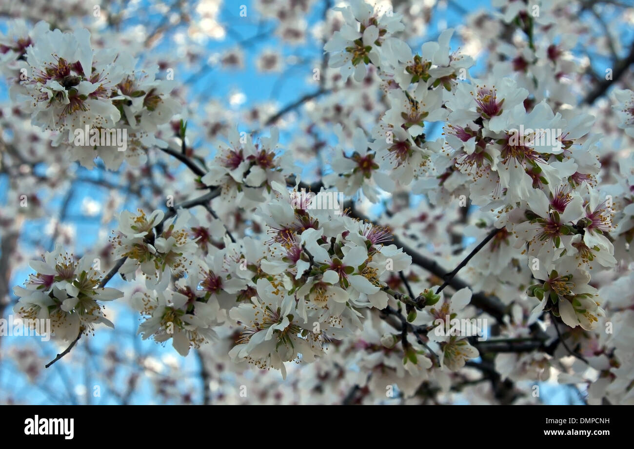 almond tree flowering in march Stock Photo