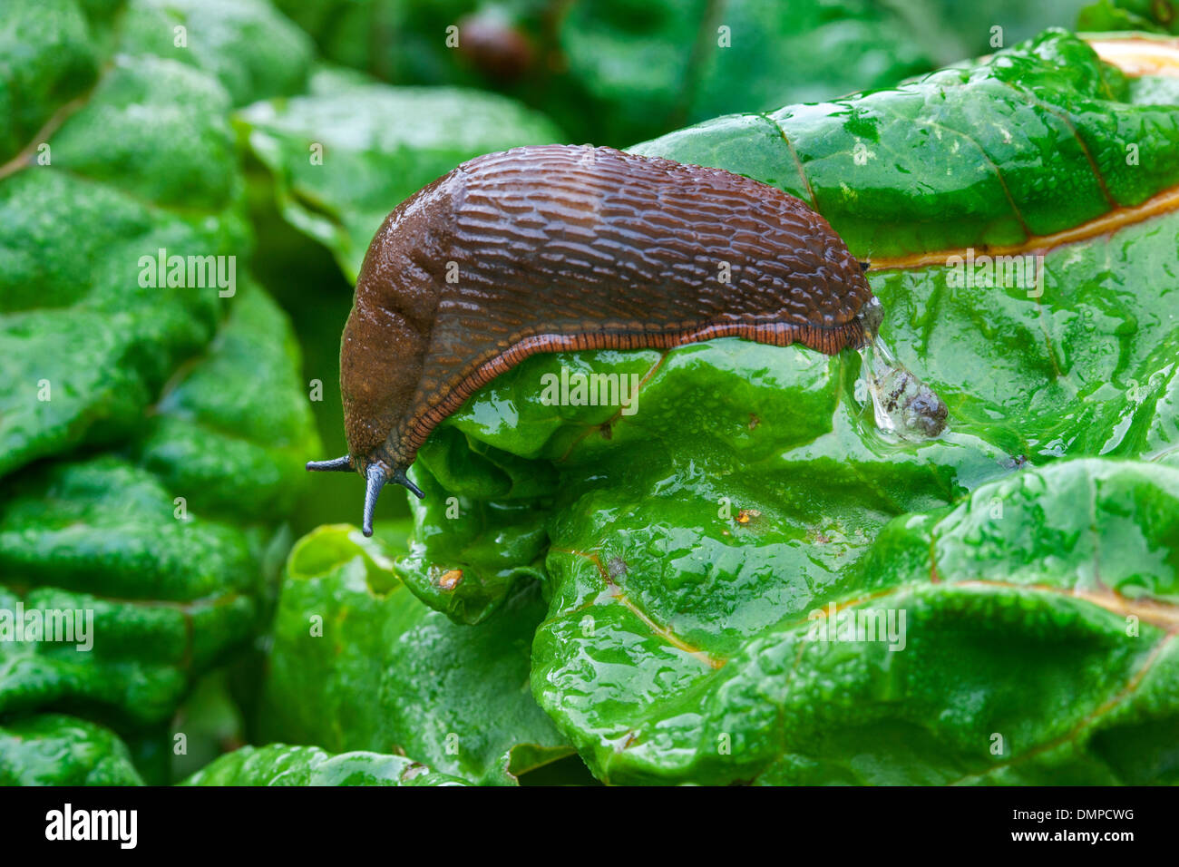Large red slug / European red slug (Arion rufus) on greens in vegetable garden Stock Photo