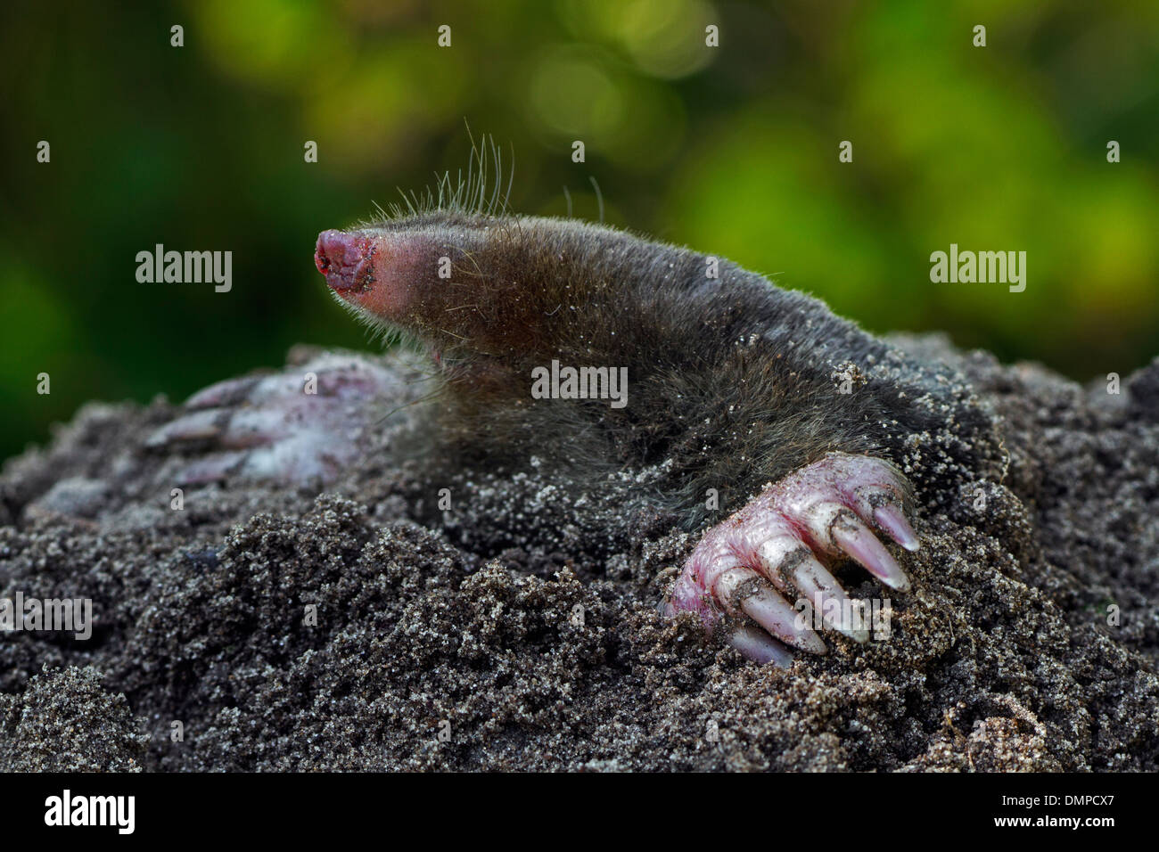 Close up of European mole (Talpa europaea) emerging from molehill and showing large, spade-like forepaws with huge claws Stock Photo