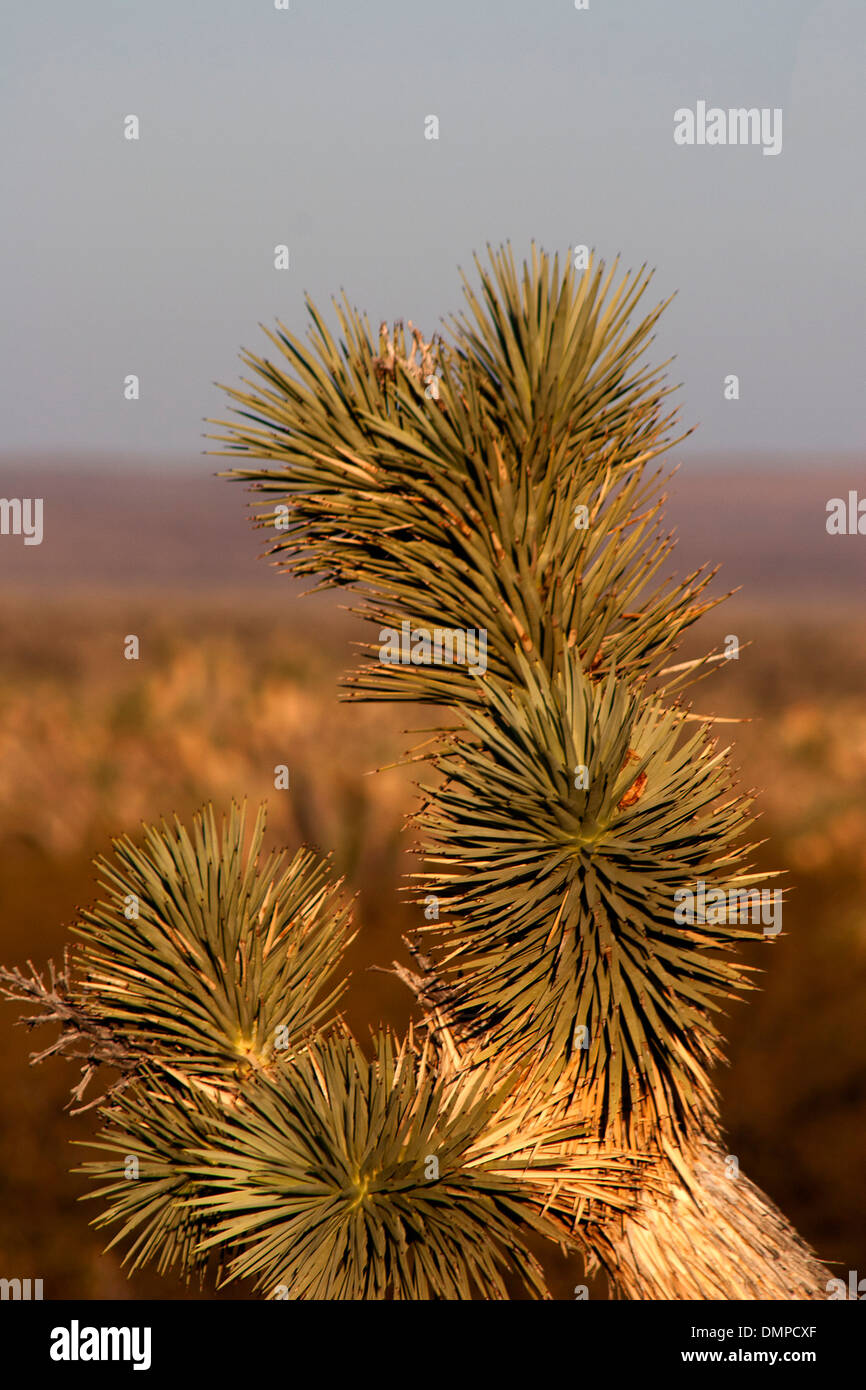 Joshua Tree (Yucca brevifolia Stock Photo Alamy