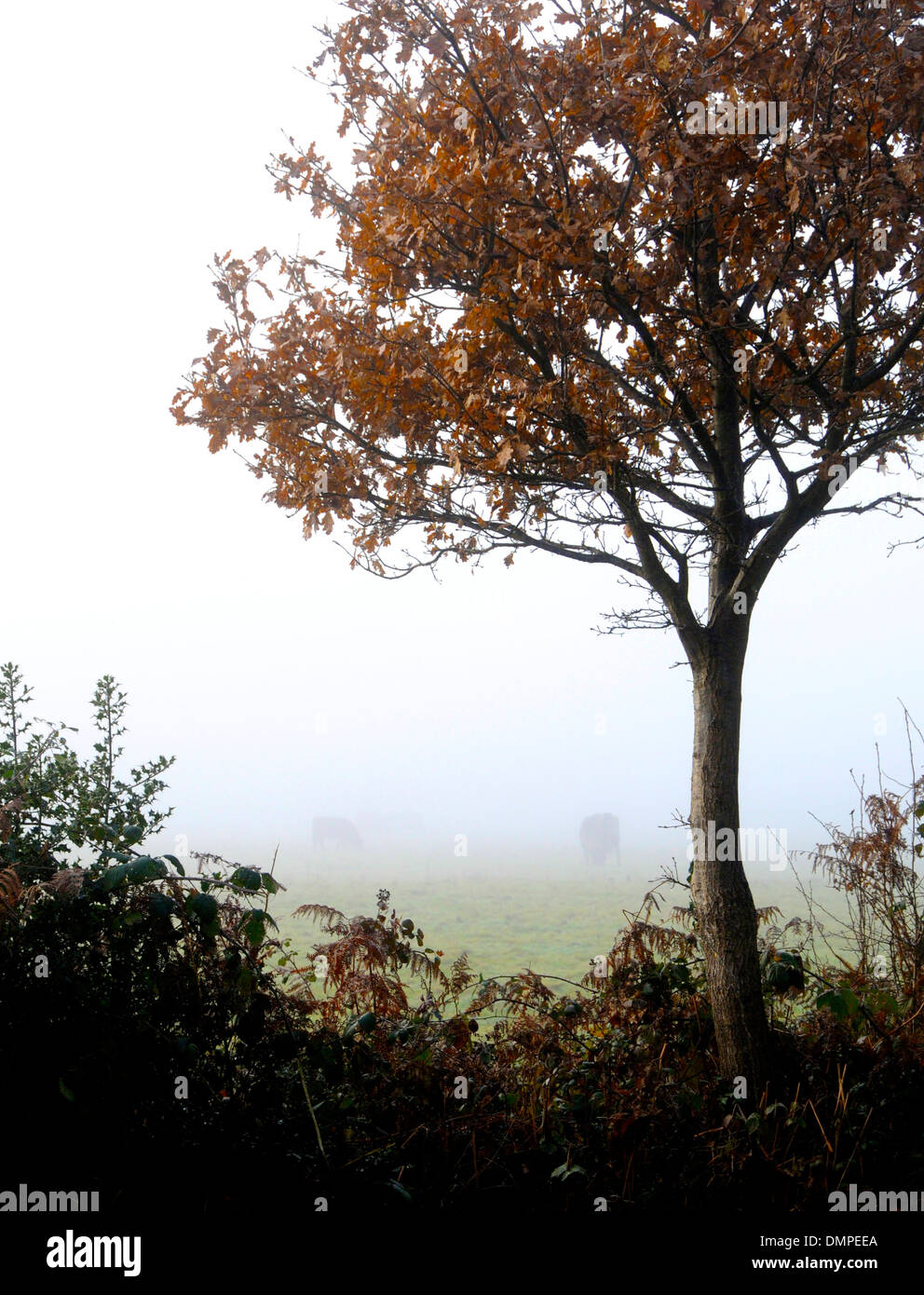 Tree in mist fog autumn copyspace Stock Photo