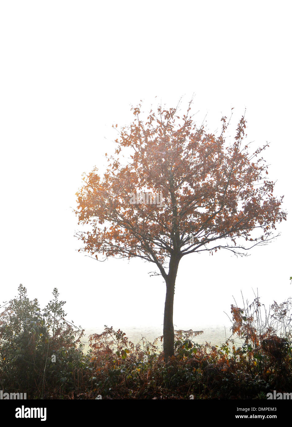 Tree in mist fog autumn copyspace golden Stock Photo