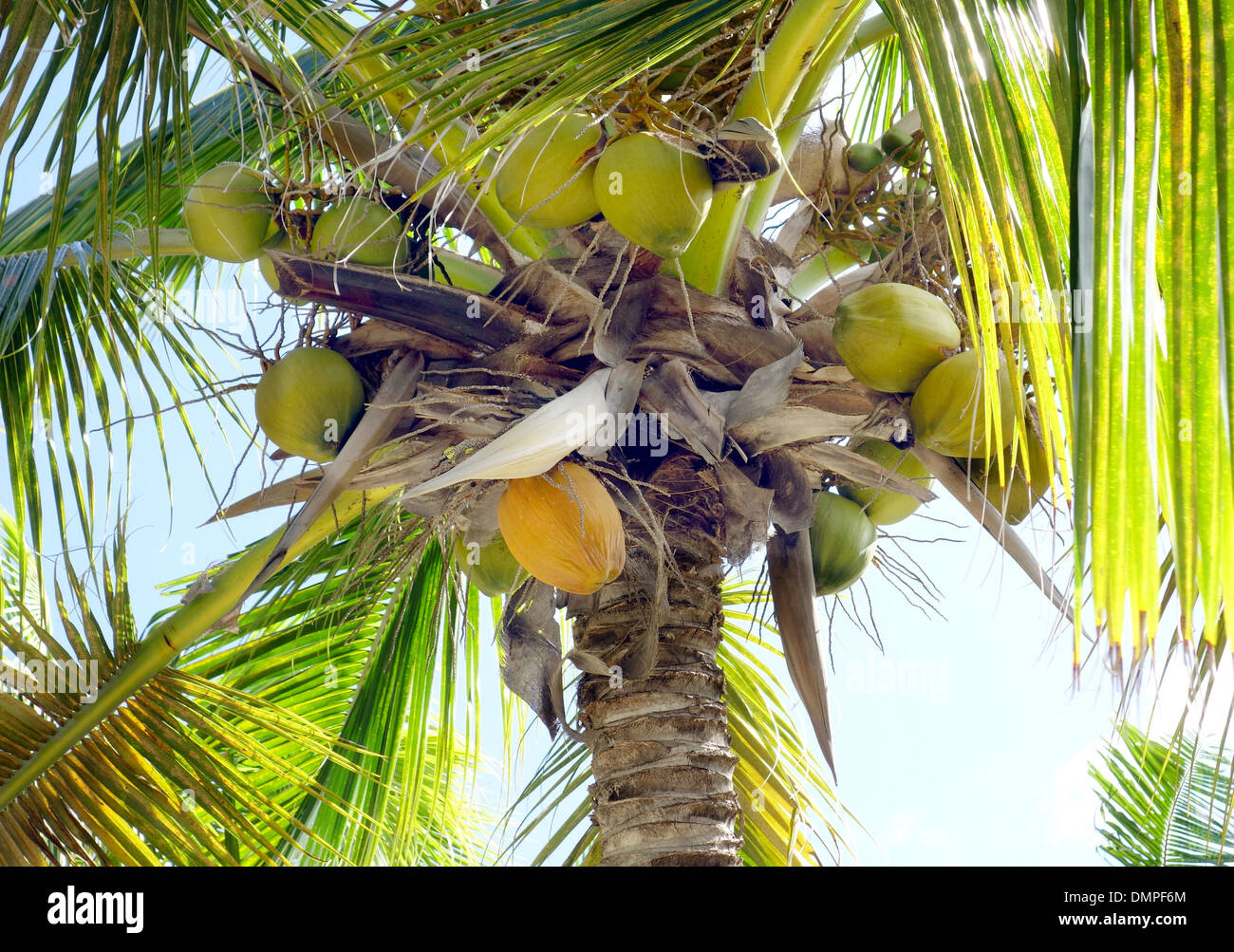 Coconut palm tree in Cuba Stock Photo