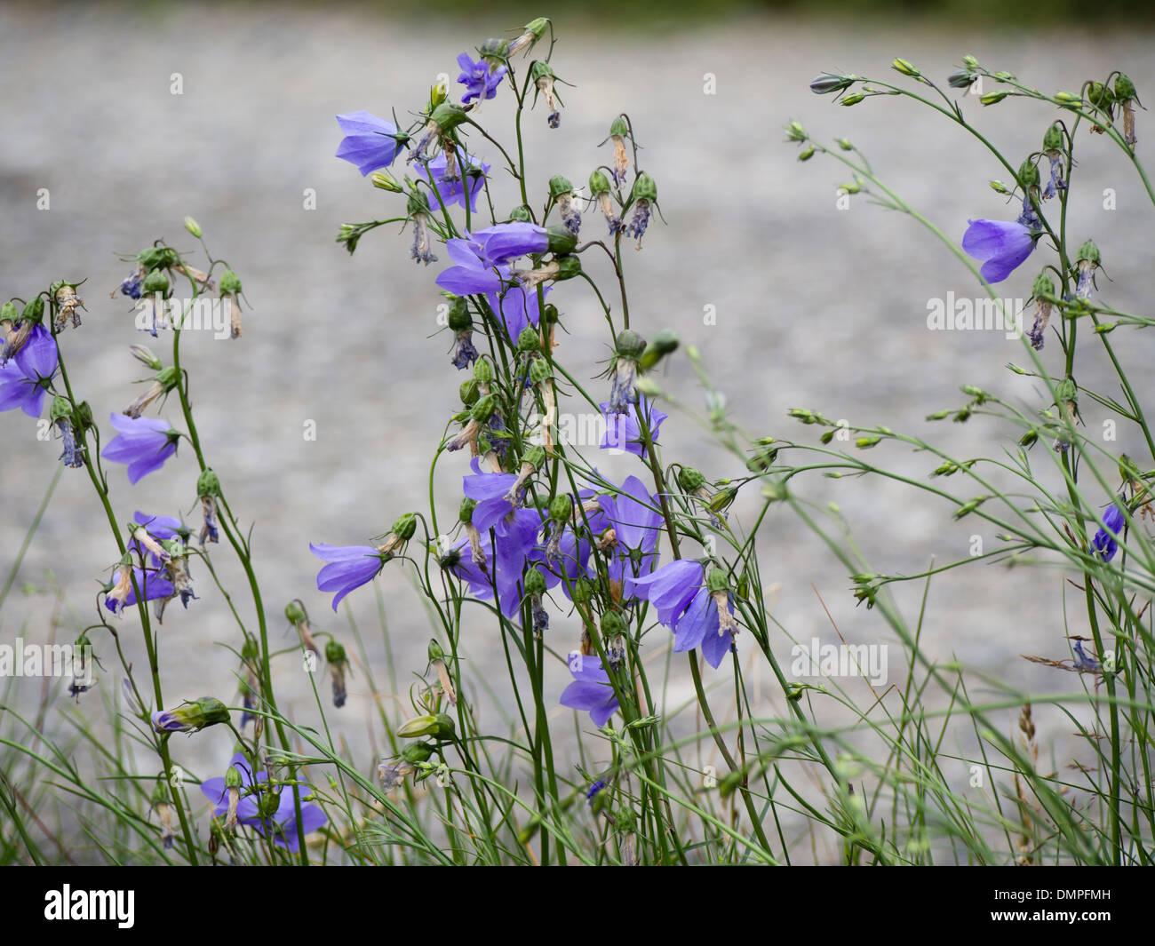 Campanula rotundifolia harebell a distinct and common flower in the Norwegian summer fields Stock Photo