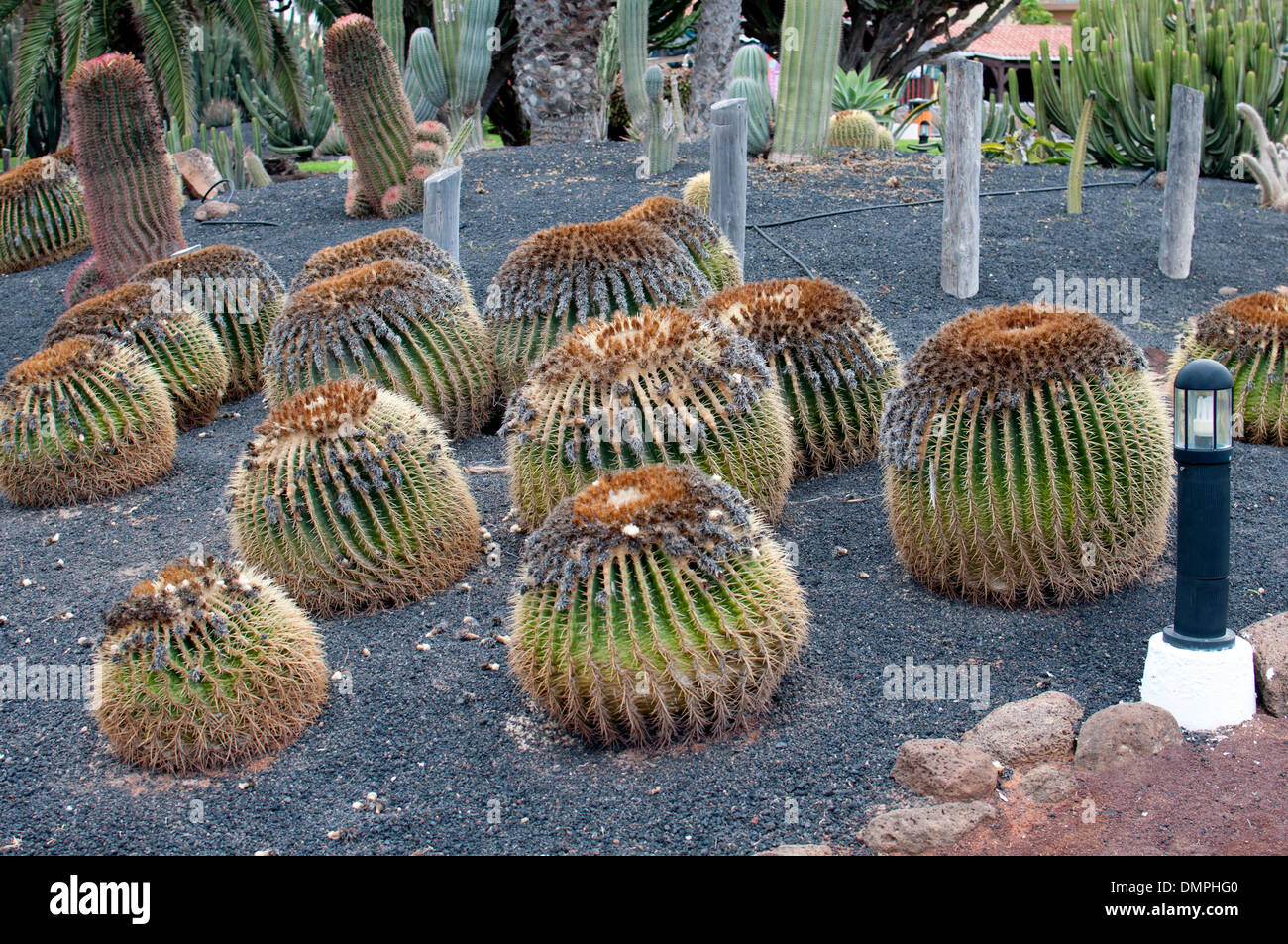 large cactus plants for sale Peruvian Apple Cactus: Cereus - 12