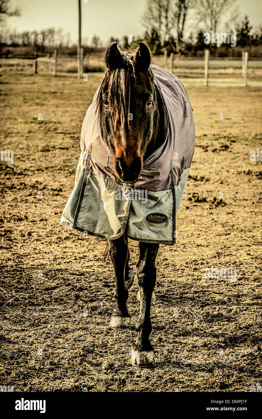 Horse wearing blanket Stock Photo Alamy
