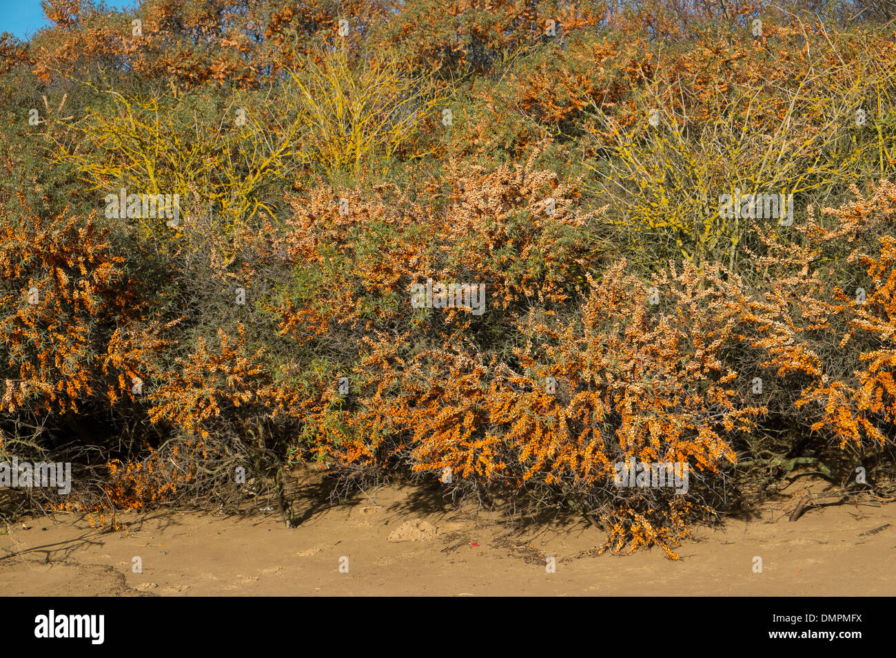 Coastal dune covered in Sea Buckthorn scrub, (Hippophae) showing ripe berries. Stock Photo