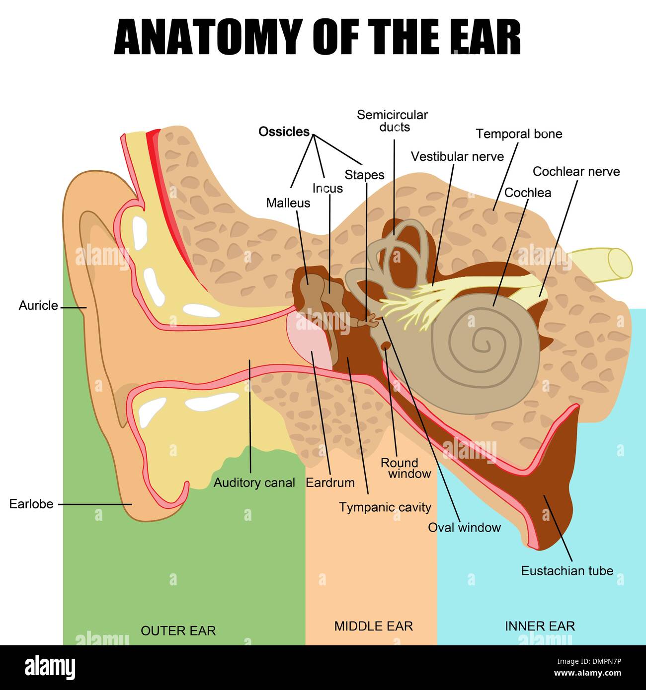 Anatomy of the human ear Stock Vector