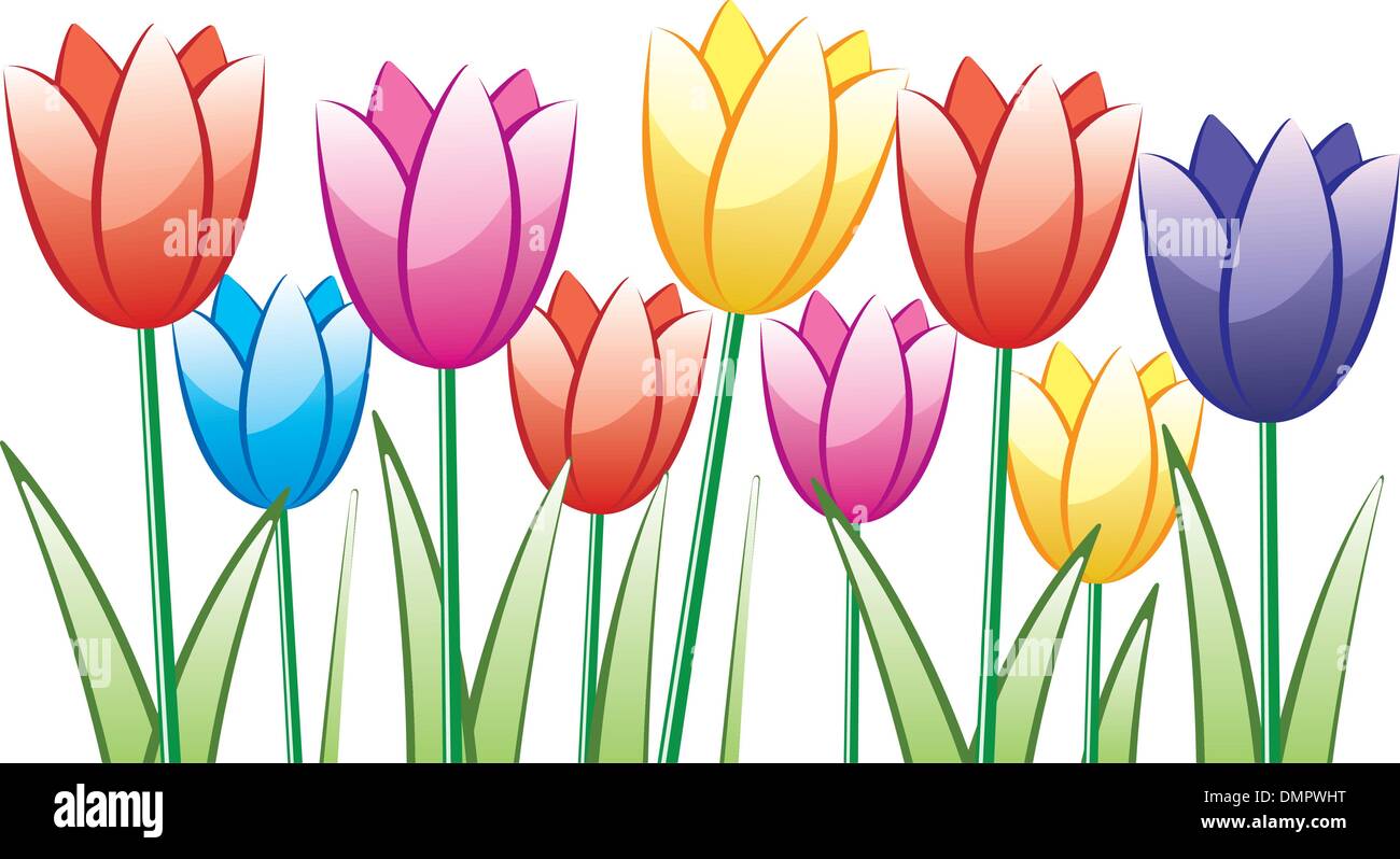 Vector Tuplip vector tulips Stock Vector Image & Art - Alamy