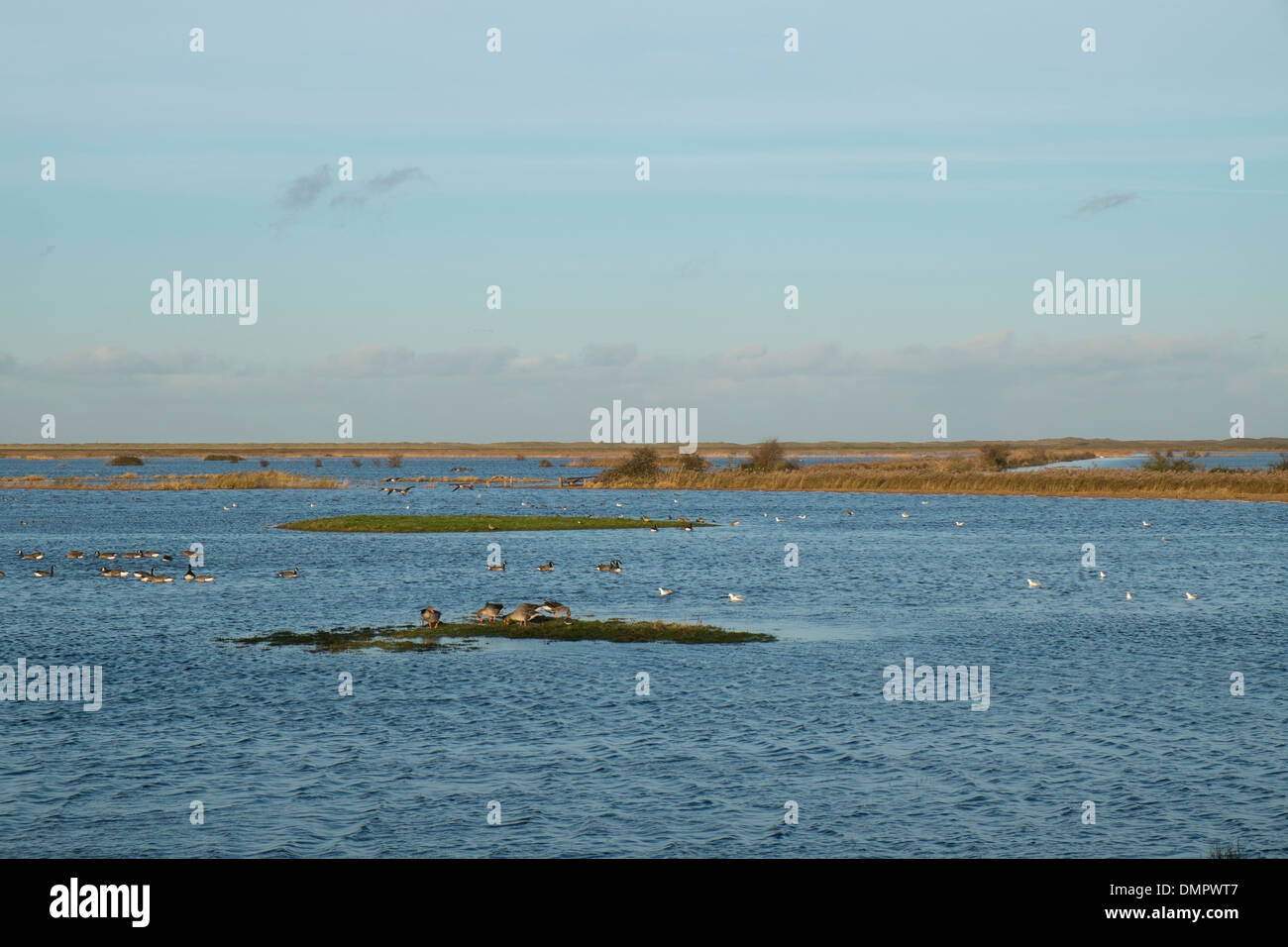 Grazing marsh hi-res stock photography and images - Alamy