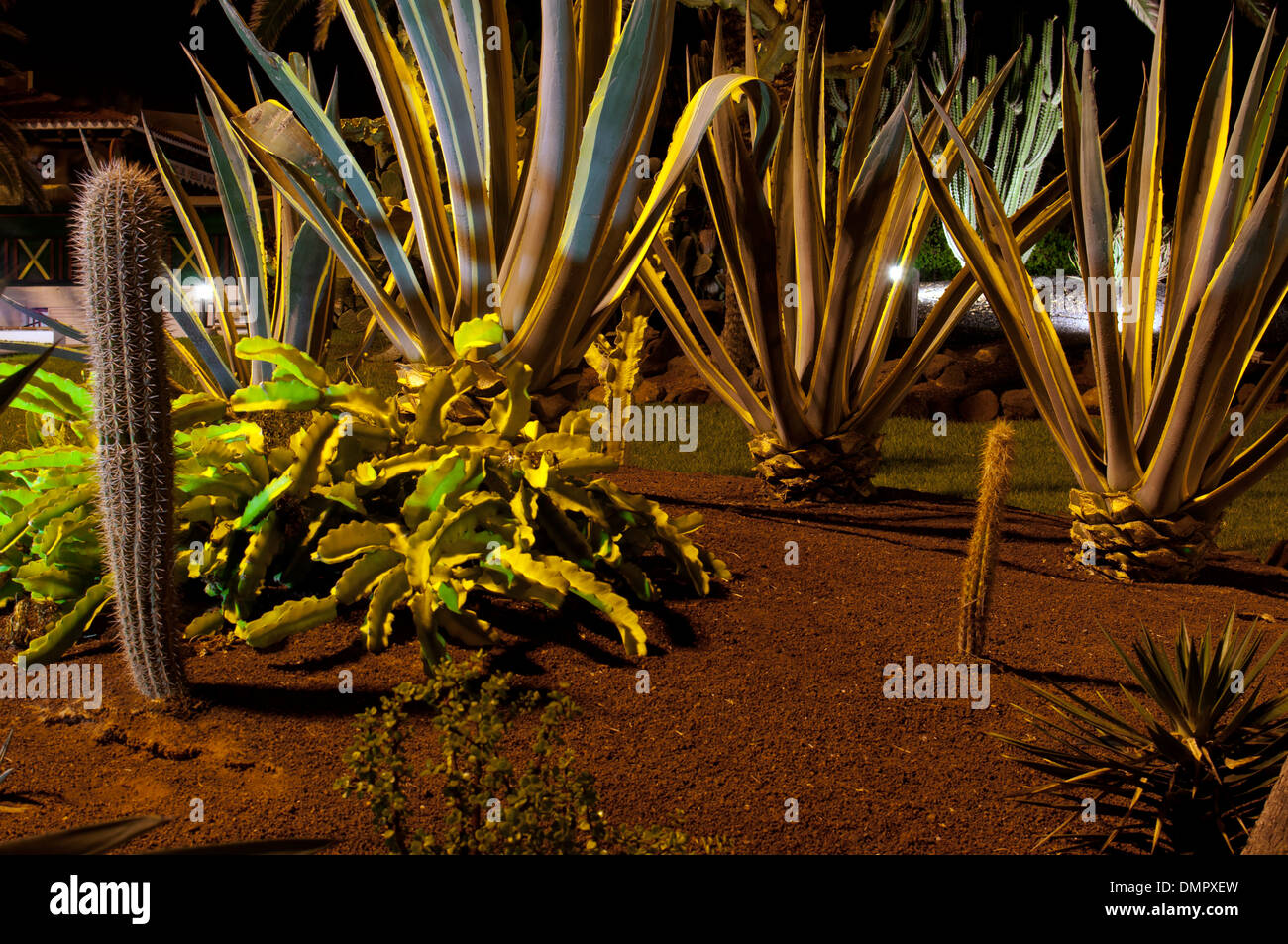 Cactus and succulents garden at night, Caleta de Fuste, Fuerteventura