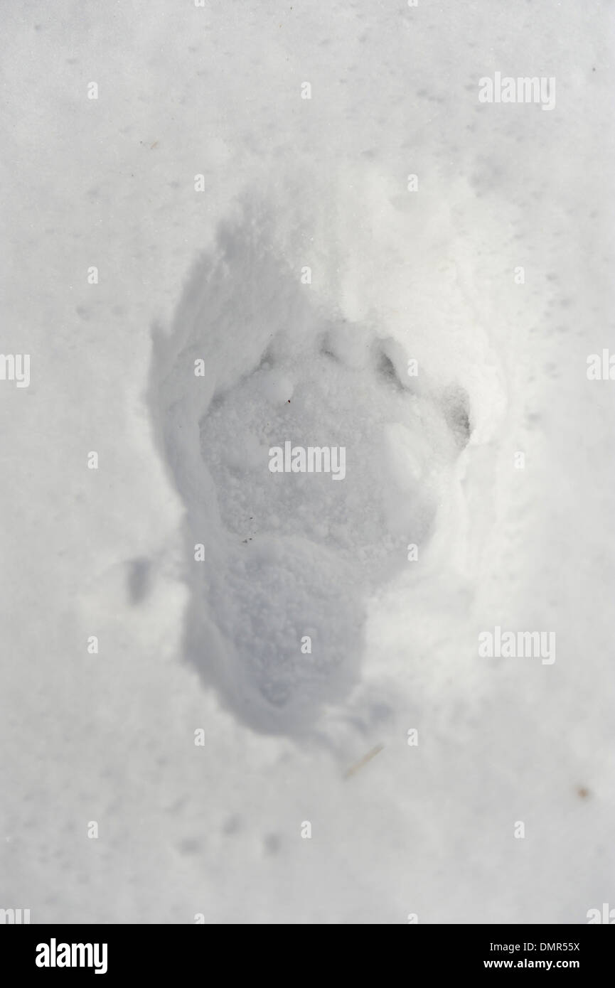 Big bear track in fresh powder snow Stock Photo