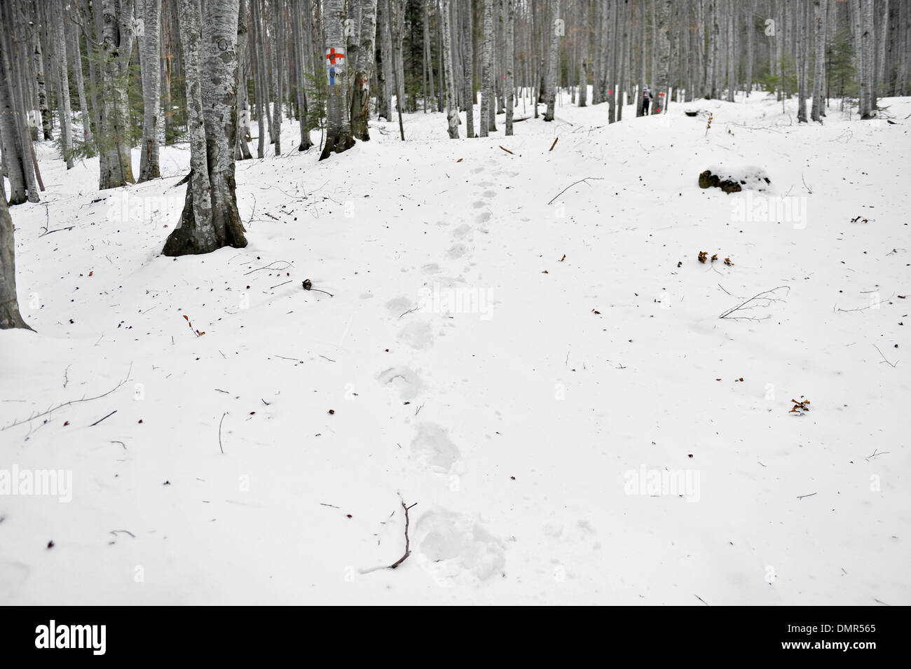 Human footprints in the snow into the woods Stock Photo - Alamy