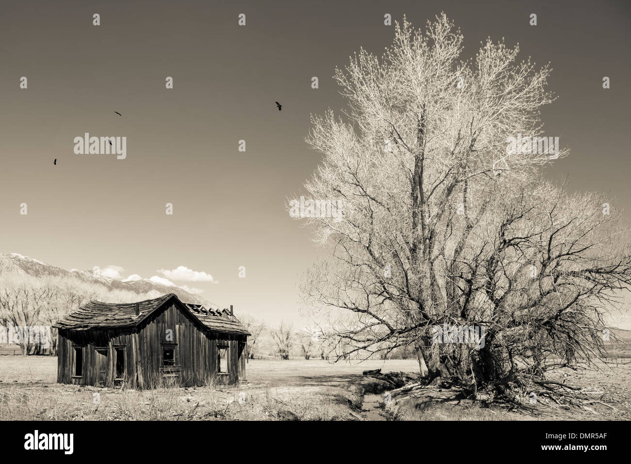 Abandoned homestead with circling birds in black and white for a vintage look. Stock Photo