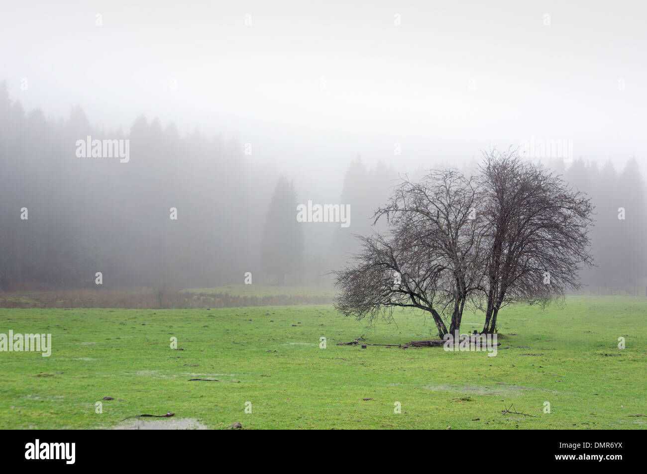 Lonely tree morning hi-res stock photography and images - Alamy