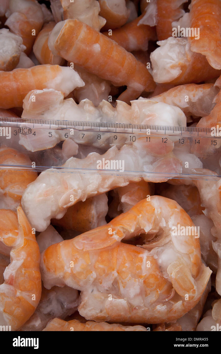 shrimp plastic scale pack deep freeze eat ice nutrition sea creature ...
