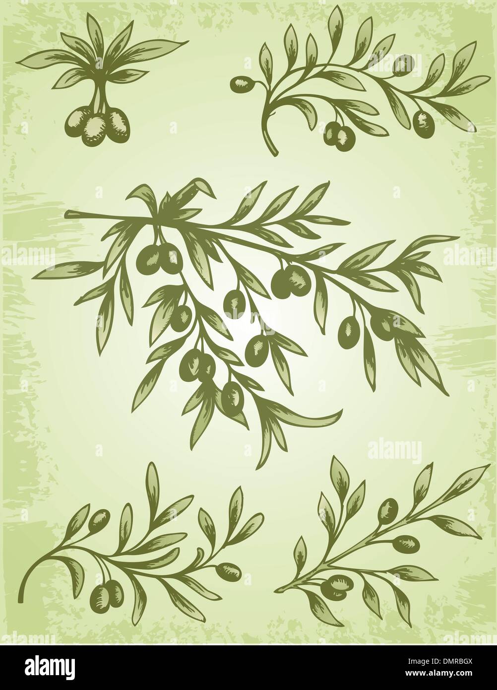 vintage olive branch Stock Vector Image & Art - Alamy