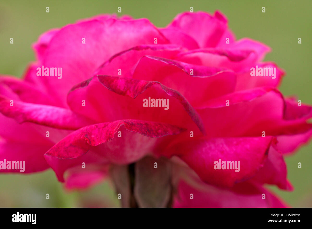 close up of rose petals red bright flower Stock Photo