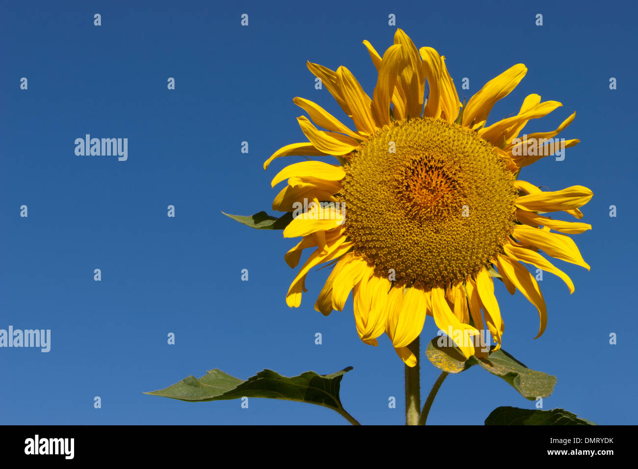 sunflower yellow bright colorful Stock Photo