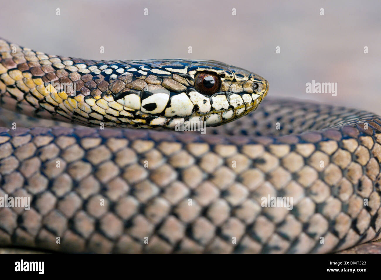 snake poisonous venomous culebra con cola larga Chile Stock Photo