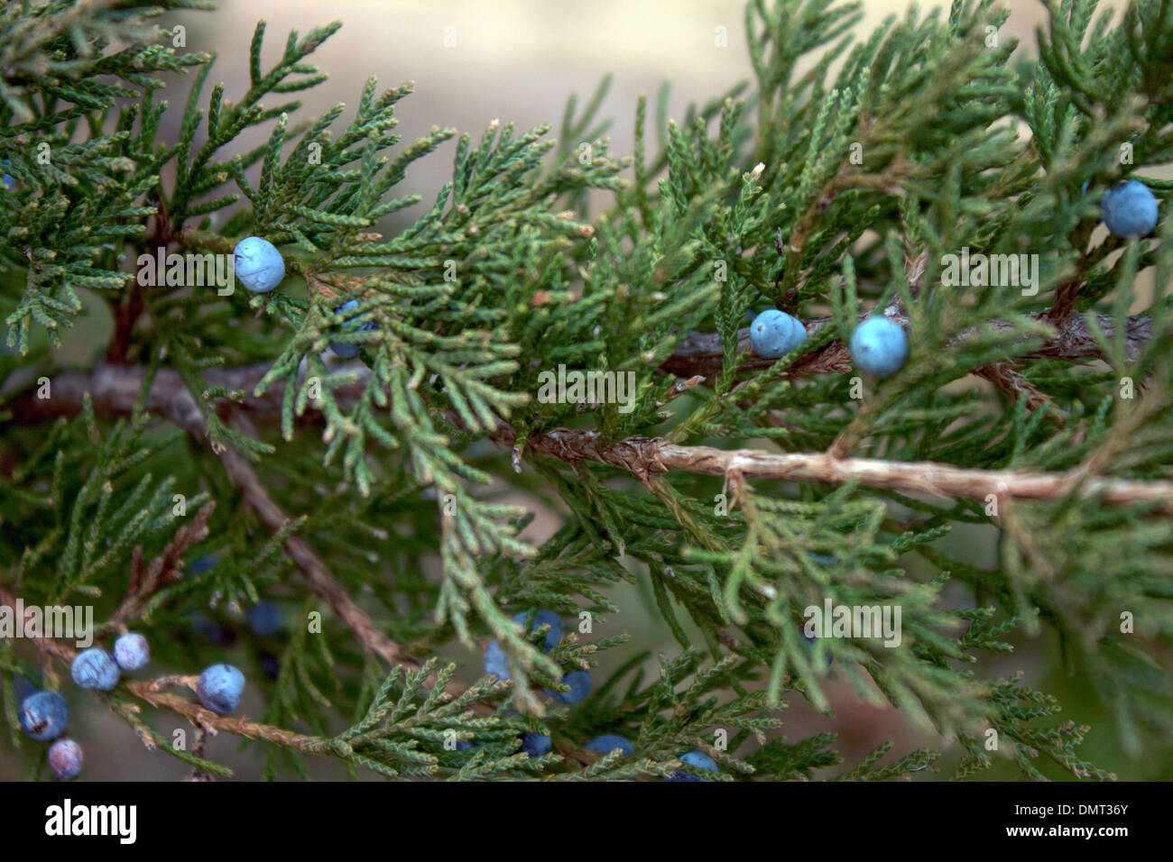 Close up Juniper berries Stock Photo