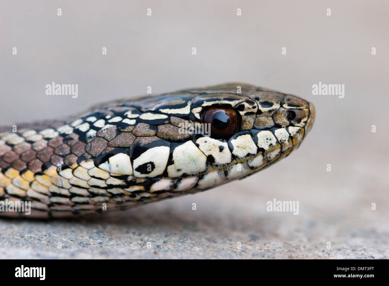 snake poisonous venomous culebra con cola larga Chile Stock Photo