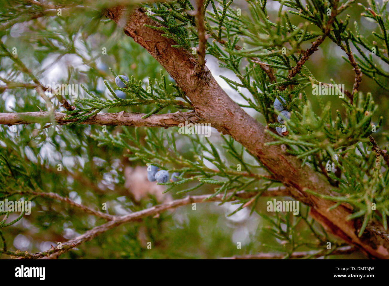 Juniper Berry Tree Stock Photo