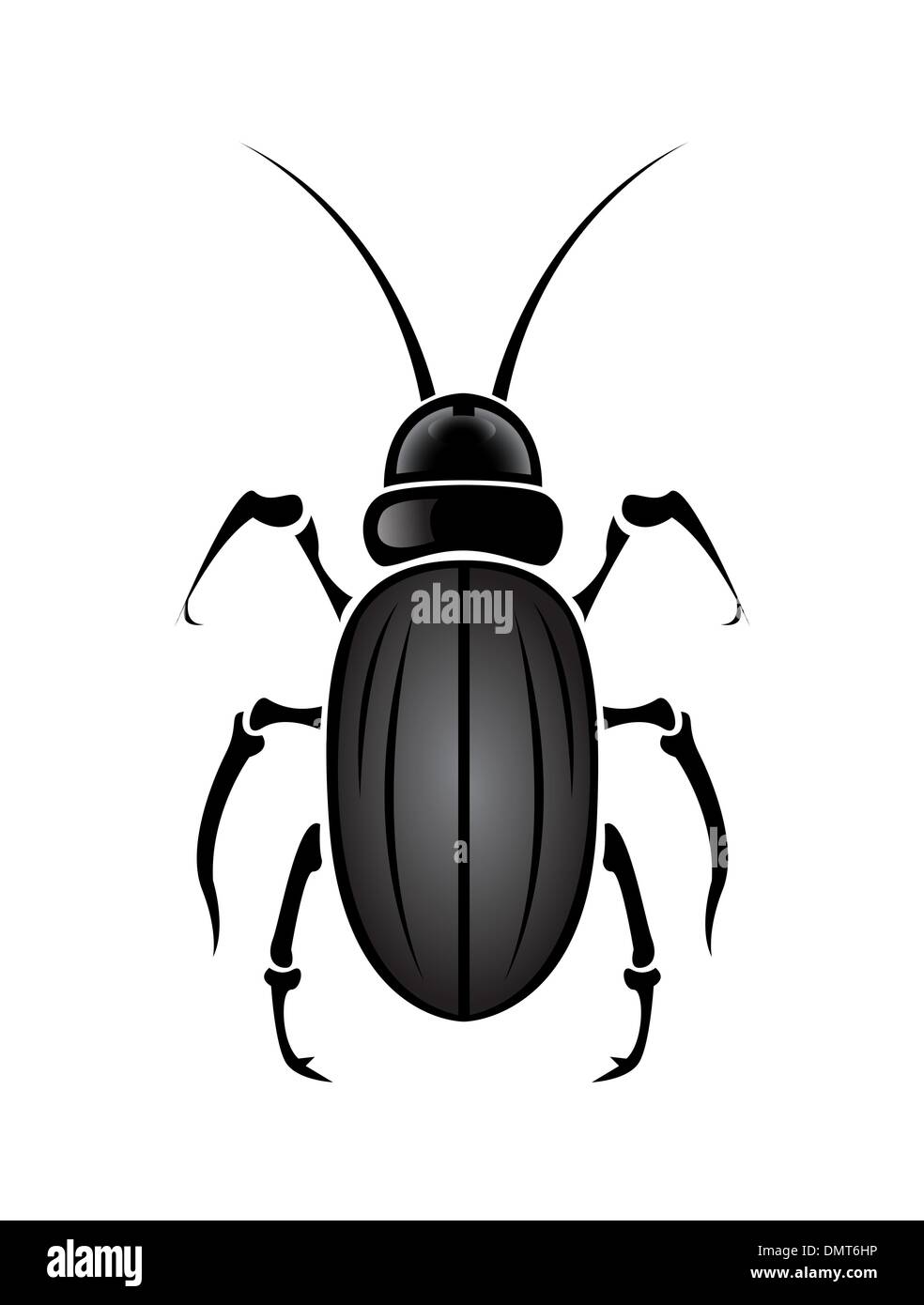 Black and white beetle hires stock photography and images Alamy