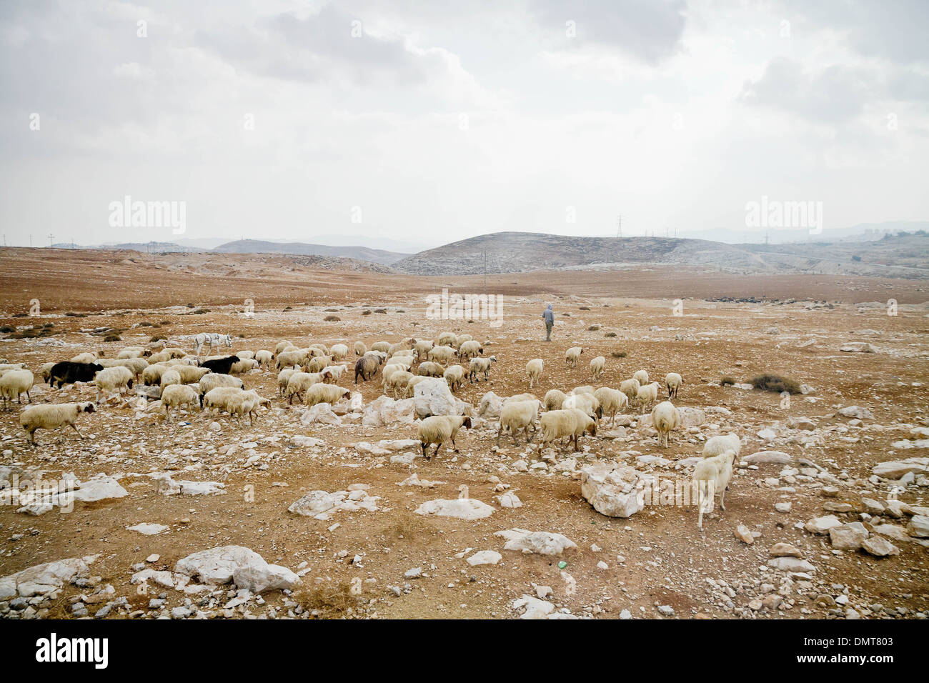 A flock of sheep Bethlehem, Palestine. Stock Photo