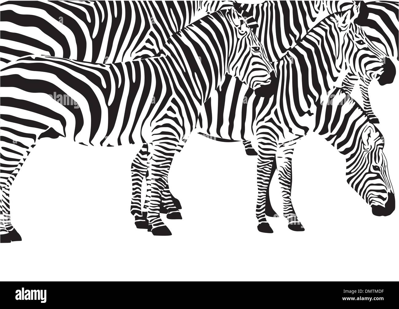 Zebras Stock Vector