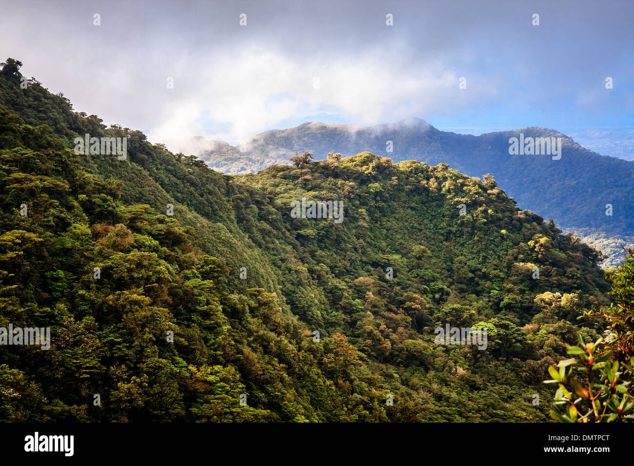 The Monteverde rainforest in Costa Rica Stock Photo