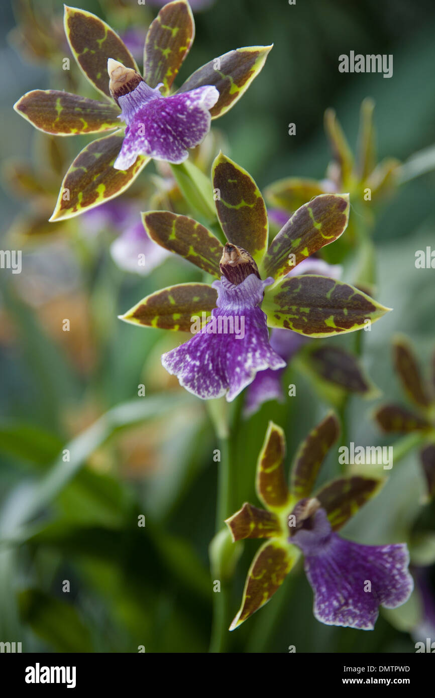 purple orchid, Propetalum Stock Photo