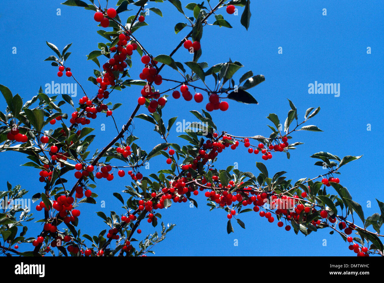 Ripening Red Cherries growing on Orchard Cherry Tree Branch, South