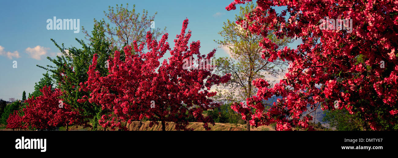 Ornamental Crabapple / Crab Apple Trees blooming with Beautiful Pink Blossoms, South Okanagan