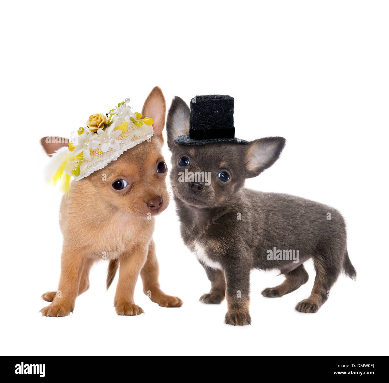Chihuahua Getting Married Cute Wedding Chihuahua R/aww