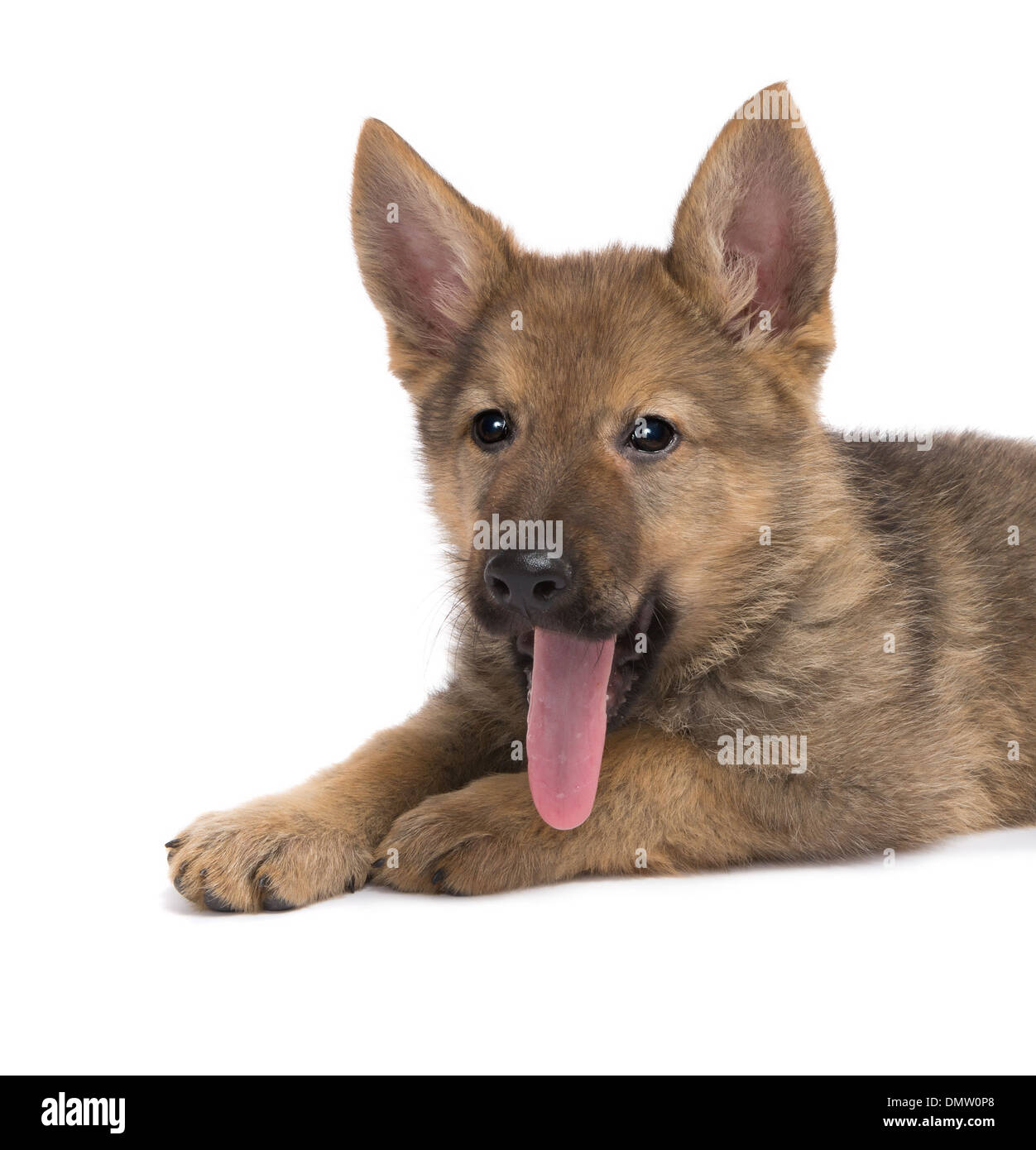 Nine weeks old German Shepherd puppy with a long tongue hanging out