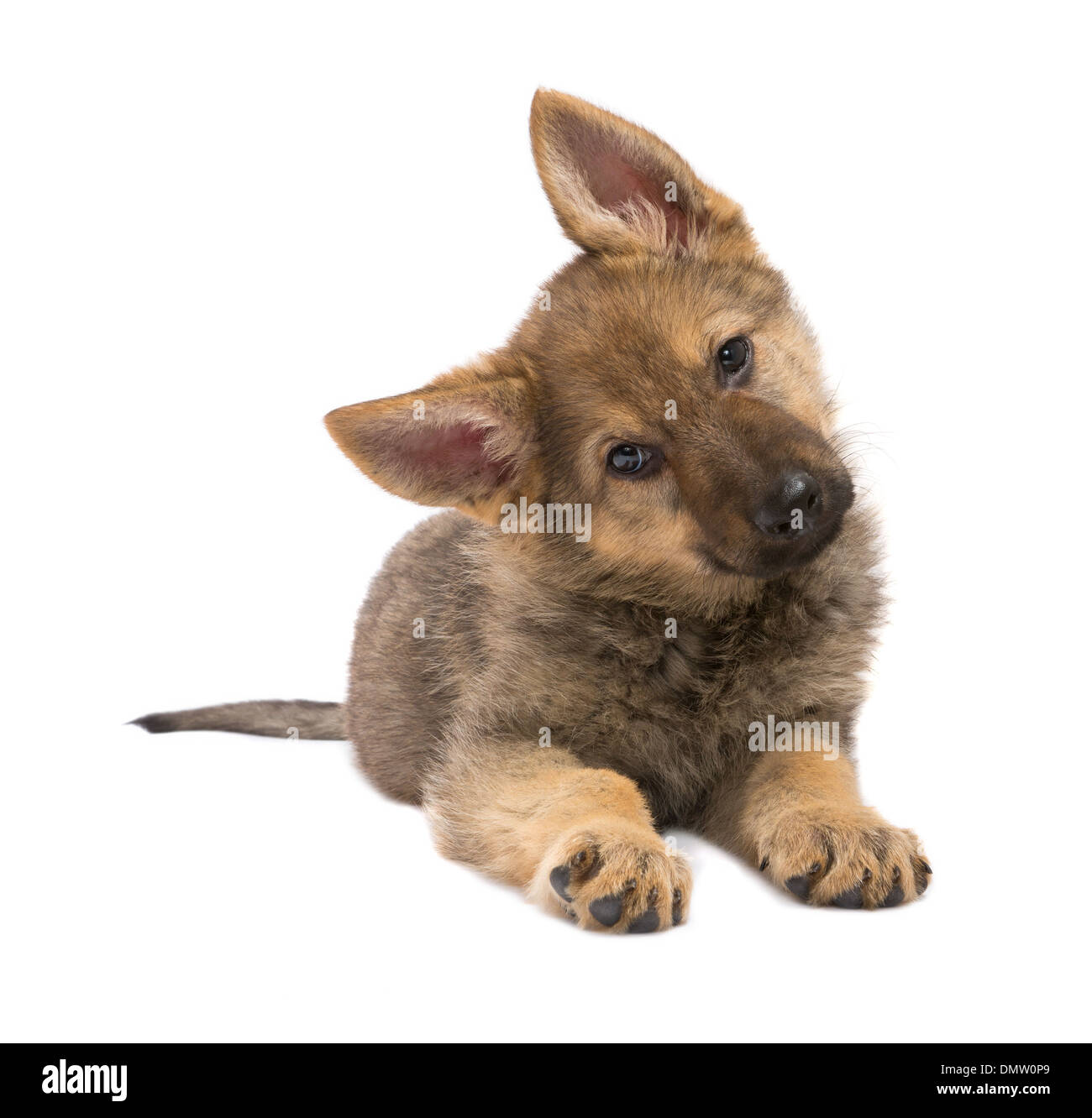 Nine weeks old German Shepherd puppy begging Stock Photo Alamy