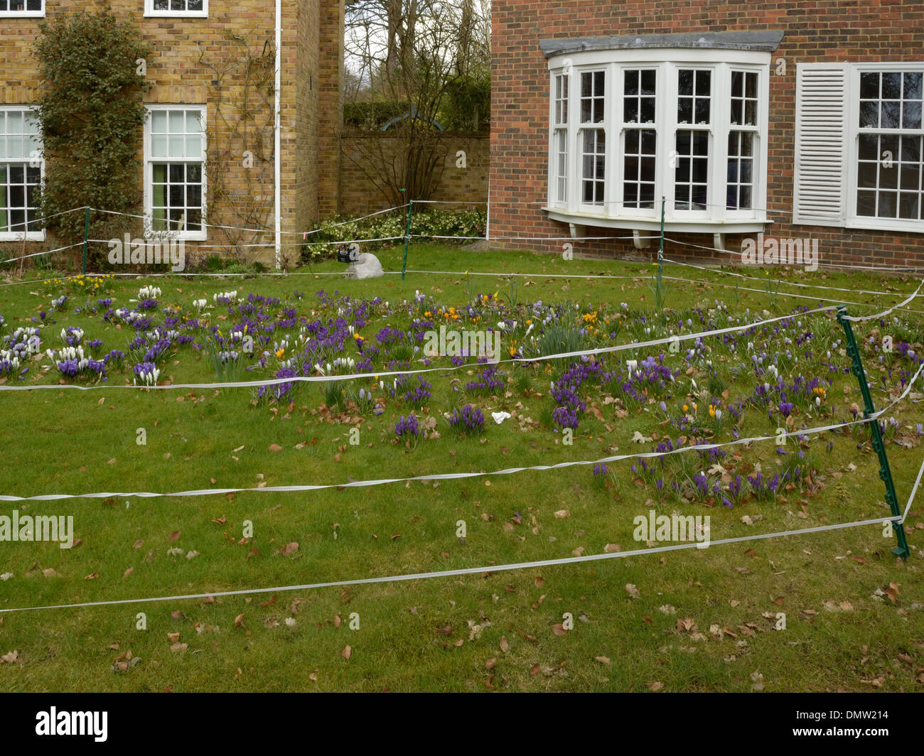 Crocuses With Electric Fence In A Suburban Front Garden Stock