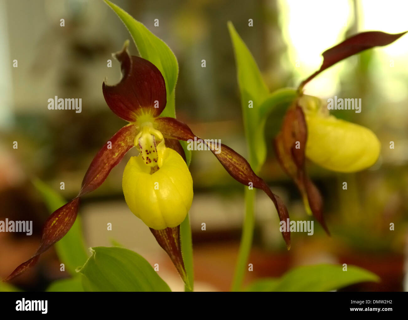 Lady's-slipper Orchid, Cypripedium calceolus grown by Treborth Botanical Garden Stock Photo