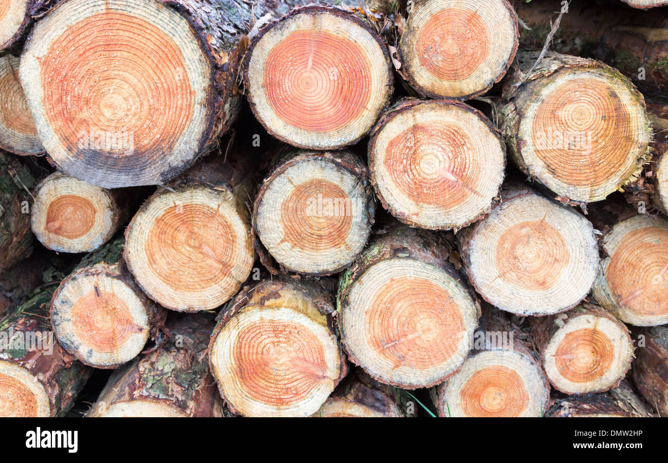 Cross sections of pine tree trunks with annual growth rings Stock Photo