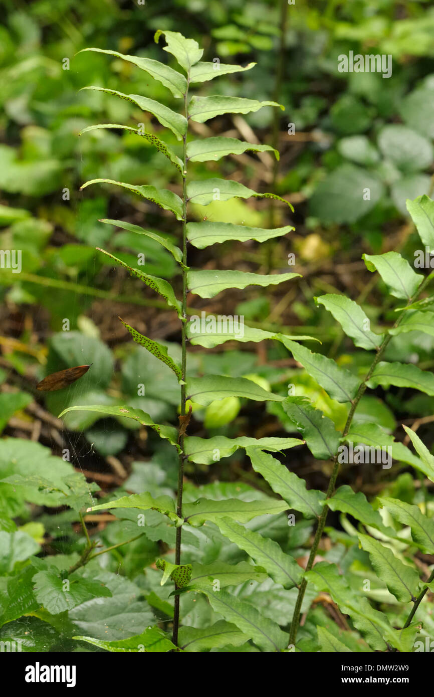 Fortune's cyrtomium or Japanese holly fern, Cyrtomium fortunei, growing in the wild Stock Photo