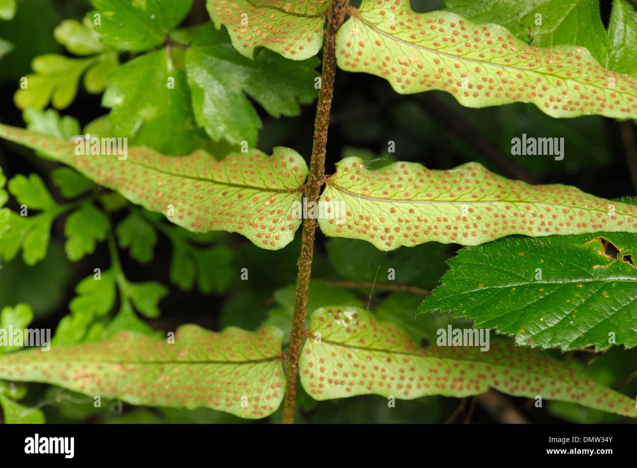 Fortune's cyrtomium or Japanese holly fern, Cyrtomium fortunei, growing in the wild, underside of leaves Stock Photo