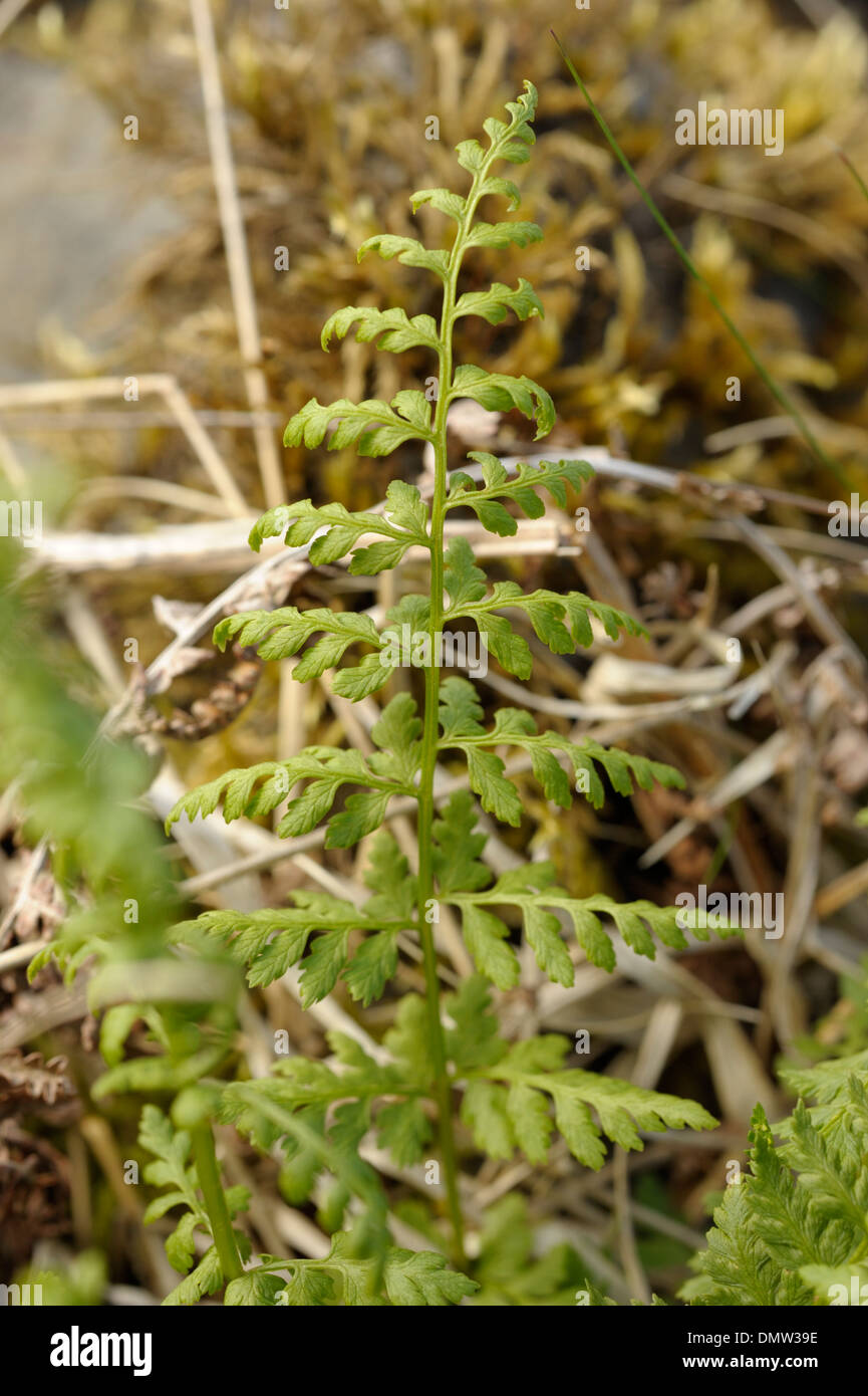 Brittle Bladderfern, Cystopteris fragilis Stock Photo Alamy