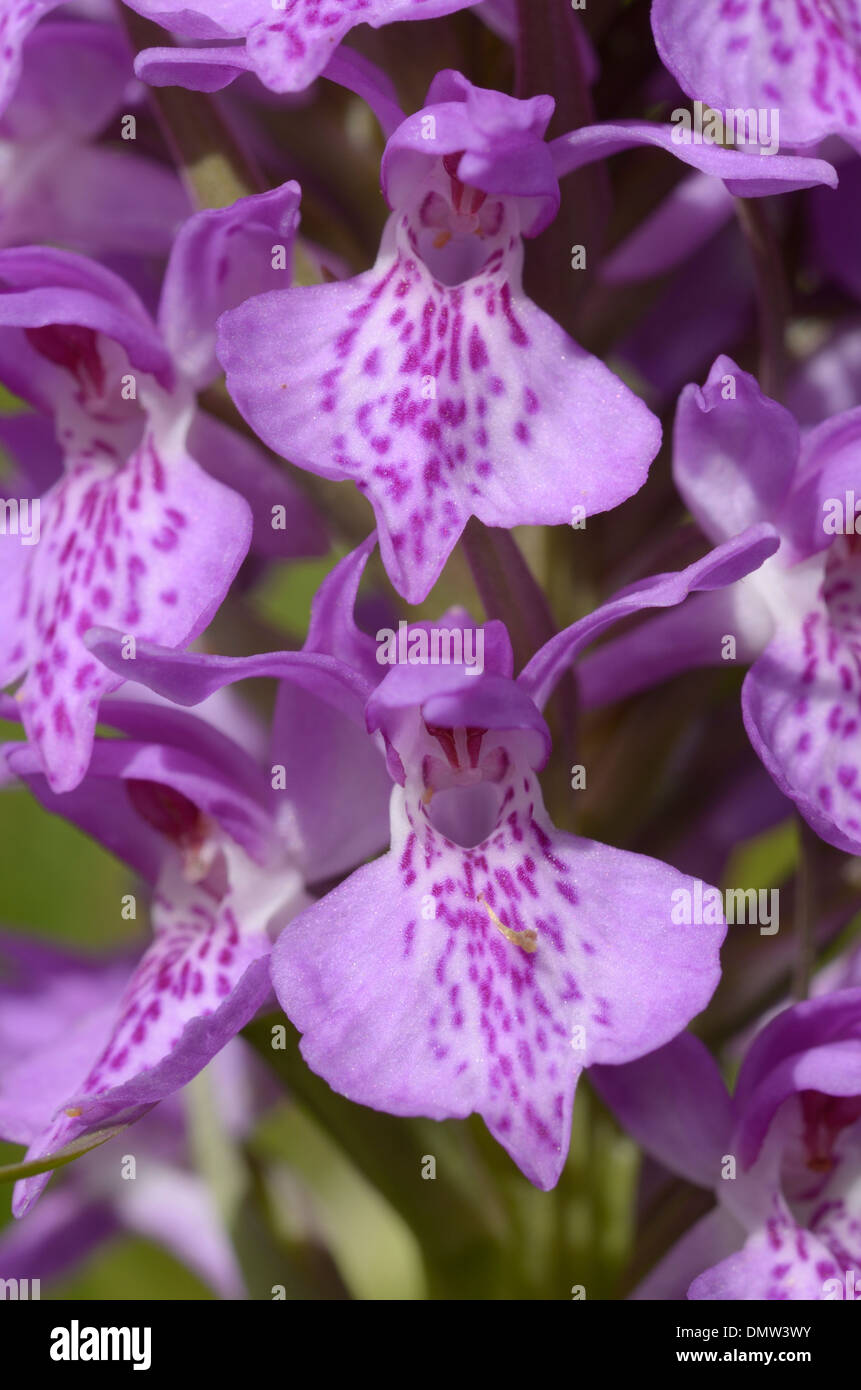 Southern Marsh-orchid, Dactylorhiza praetermissa Stock Photo