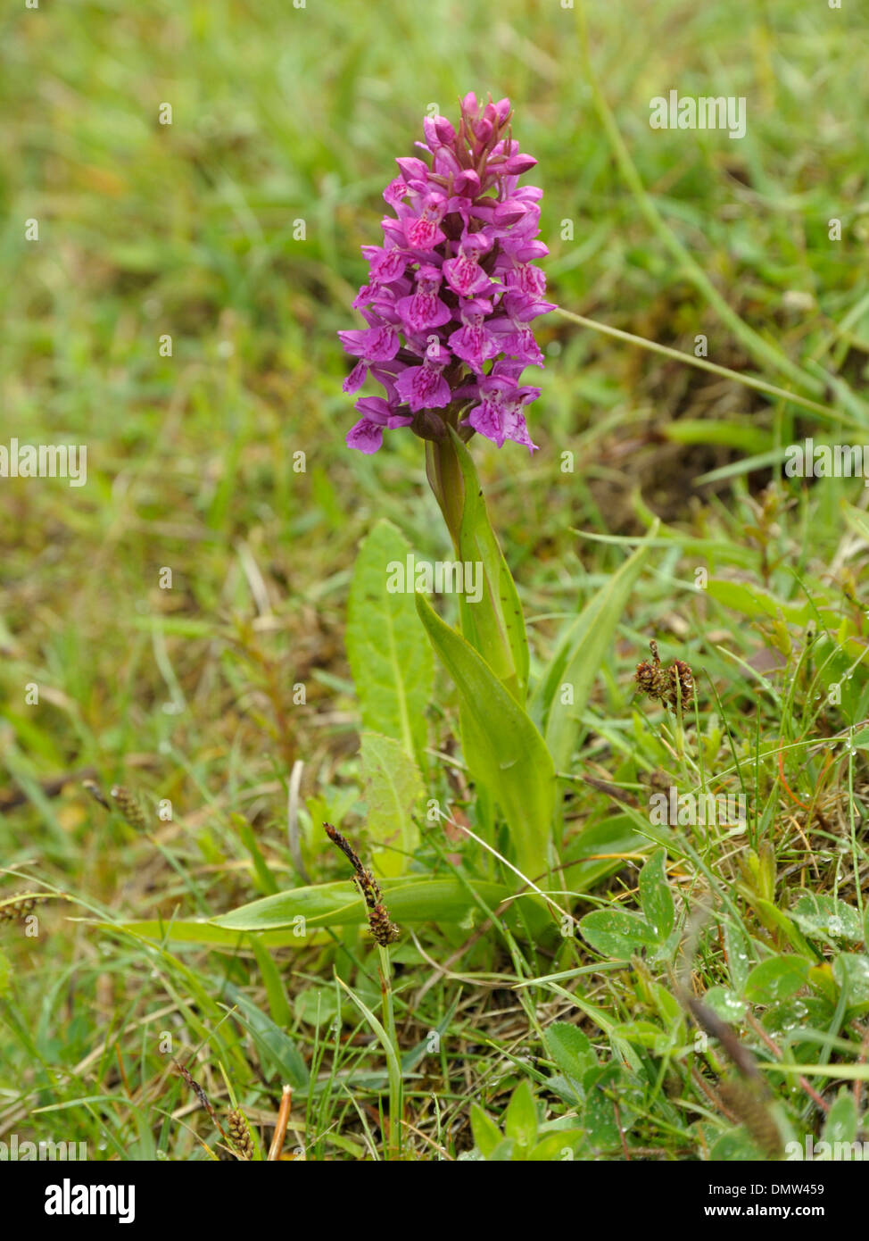 Northern Marsh-orchid, Dactylorhiza purpurella Stock Photo