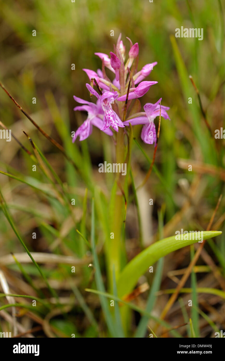 Narrow-leaved Marsh-orchid, Dactylorhiza traunsteinerioides Stock Photo