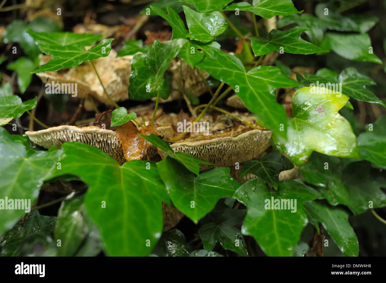Oak mazegill, Daedalea quercina, growing with Ivy on an Oak Stump Stock Photo
