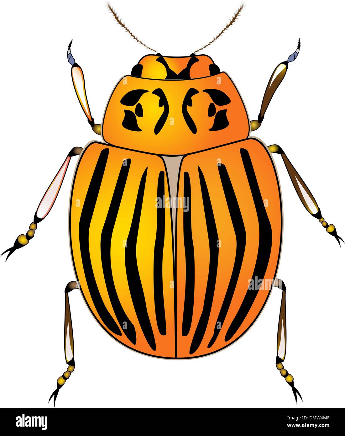 Colorado potato beetle Stock Vector