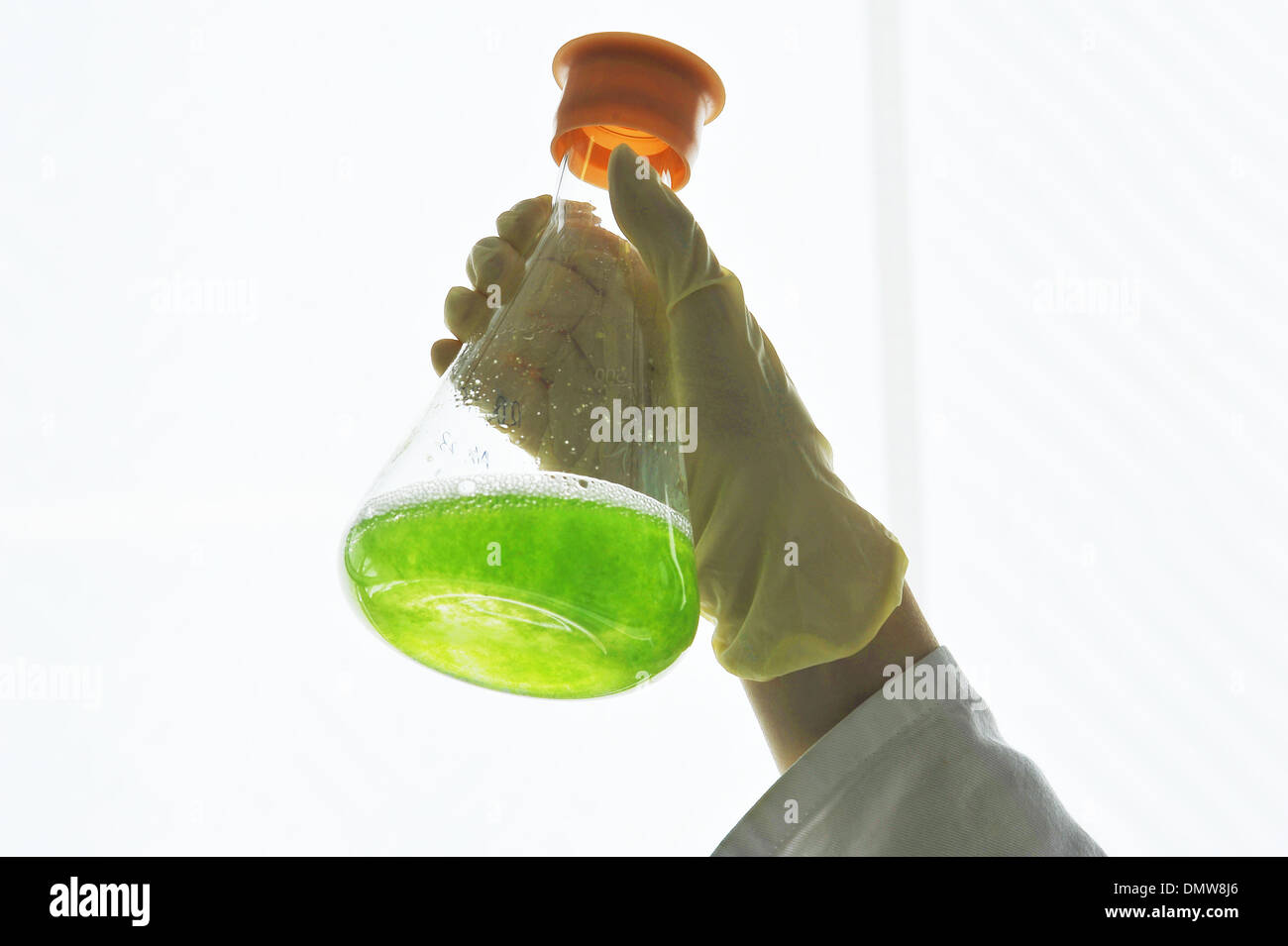 flask in a biology lab with green organism Stock Photo