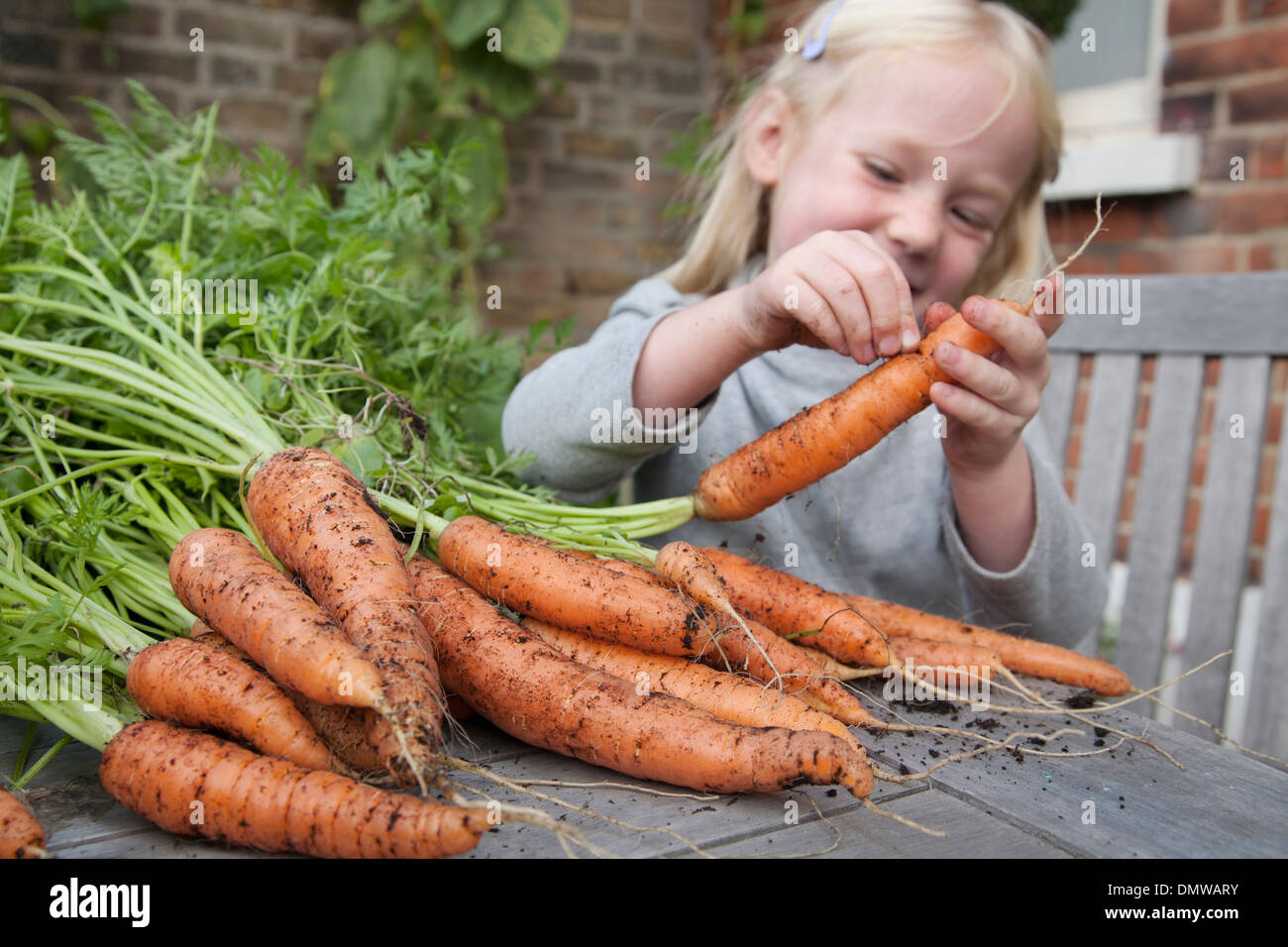 A child inspecting freshly picked carrots with mud on m. Stock Photo